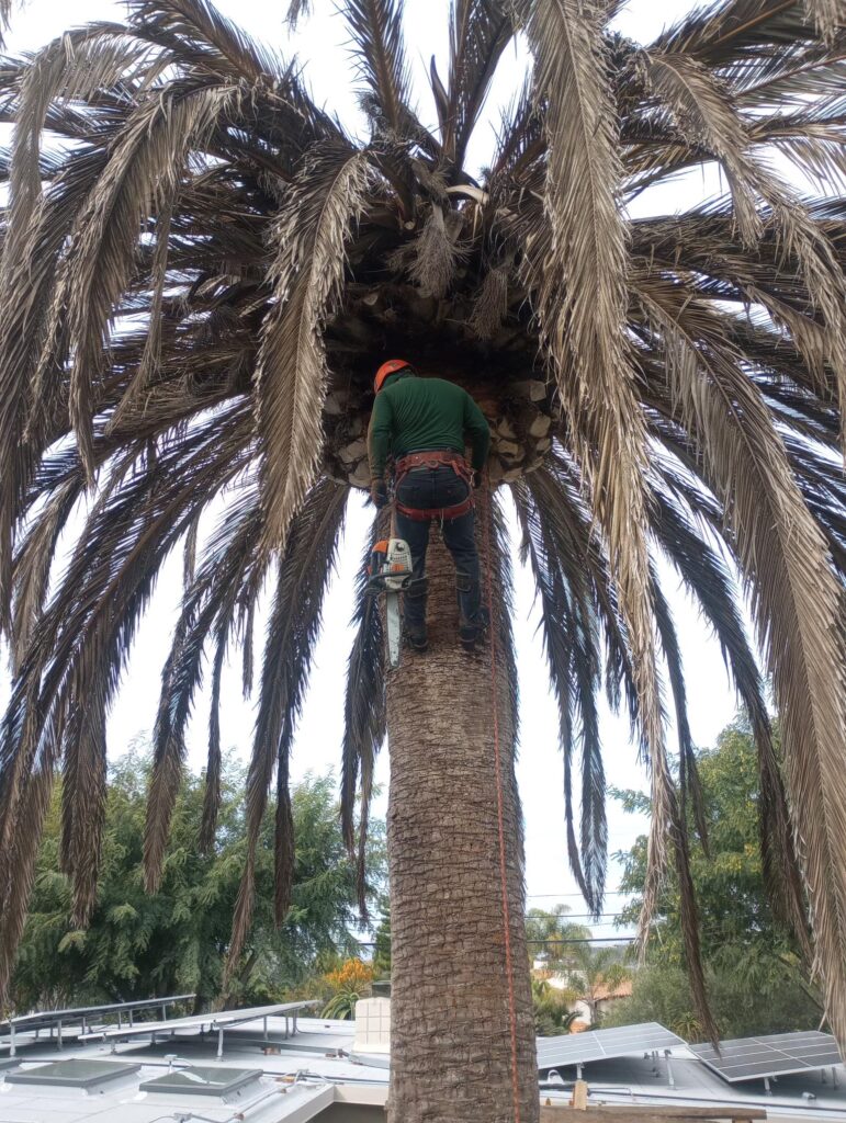 Our team providing professional Encinitas tree care services.